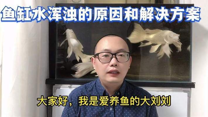 白子銀龍魚苗怎么養活(白子銀板魚和龍魚混養)