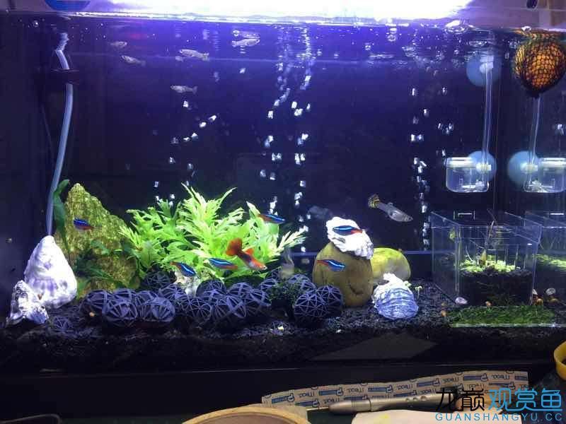 5加侖成品魚缸側濾燈一套我是新手養魚剛開始受朋友的影