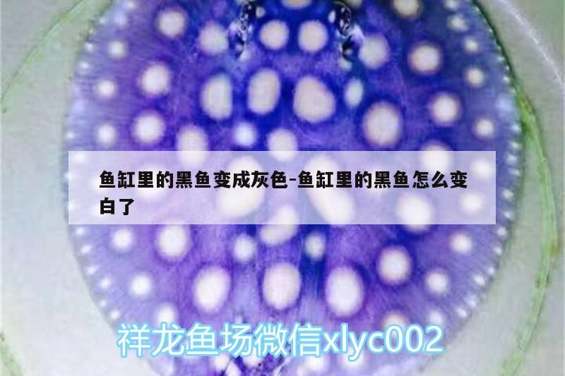 龍魚 魚缸里的黑魚變成灰色:魚缸里的黑魚怎么變白了 觀賞魚百科 魚缸里的黑魚變成灰色:魚缸里的黑魚怎么變白了 魚缸里的黑魚變成灰色:魚缸里的黑魚怎么變白了 觀賞魚百科