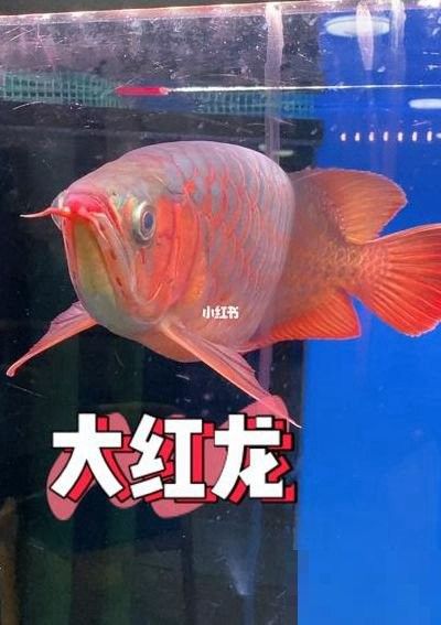 威縣紅龍魚