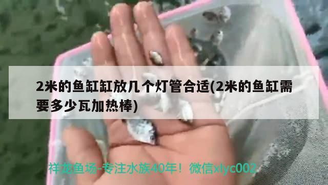 龍魚 2米的魚缸缸放幾個燈管合適(2米的魚缸需要多少瓦加熱棒) 觀賞魚百科 2米的魚缸缸放幾個燈管合適(2米的魚缸需要多少瓦加熱棒) 2米的魚缸缸放幾個燈管合適(2米的魚缸需要多少瓦加熱棒) 觀賞魚百科