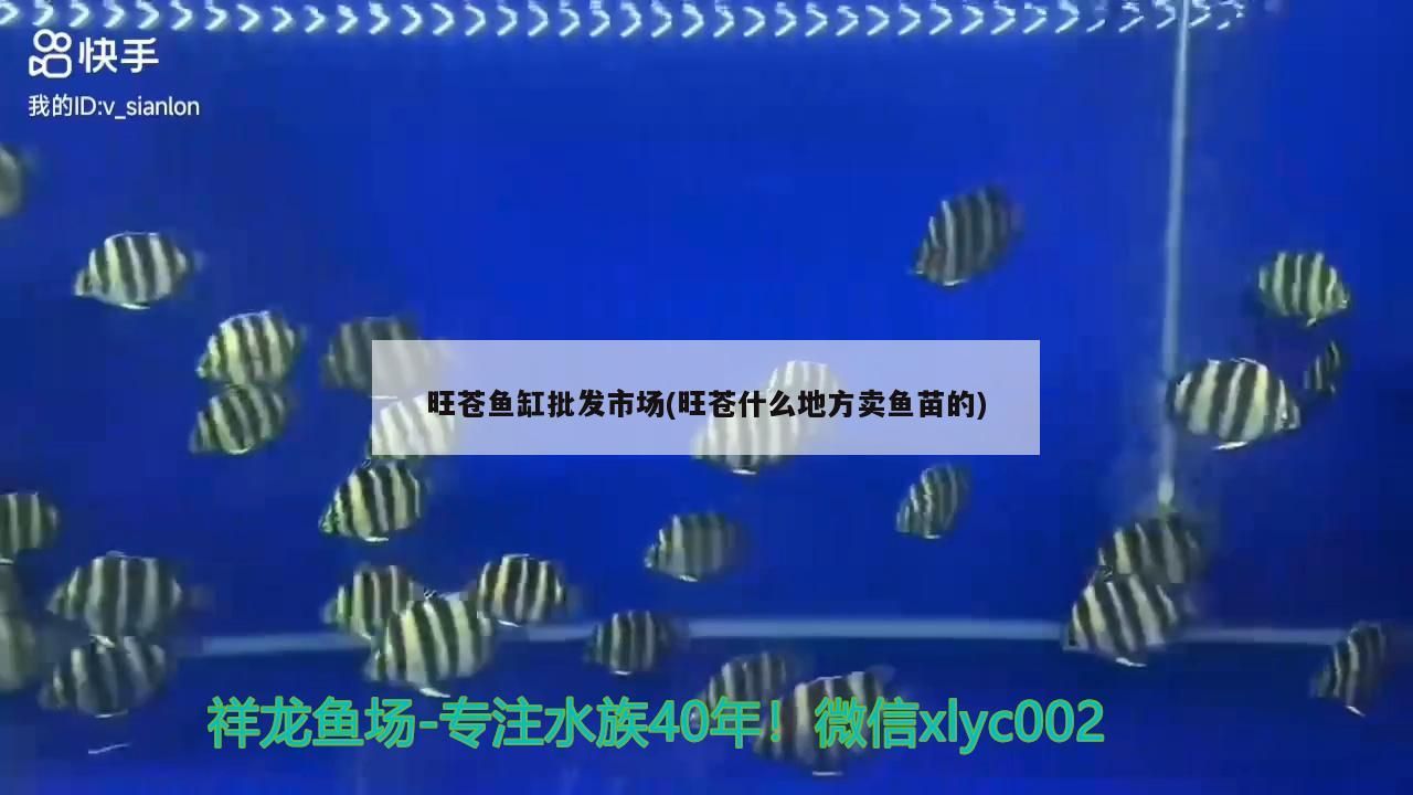 旺蒼魚(yú)缸批發(fā)市場(chǎng)(旺蒼什么地方賣(mài)魚(yú)苗的)