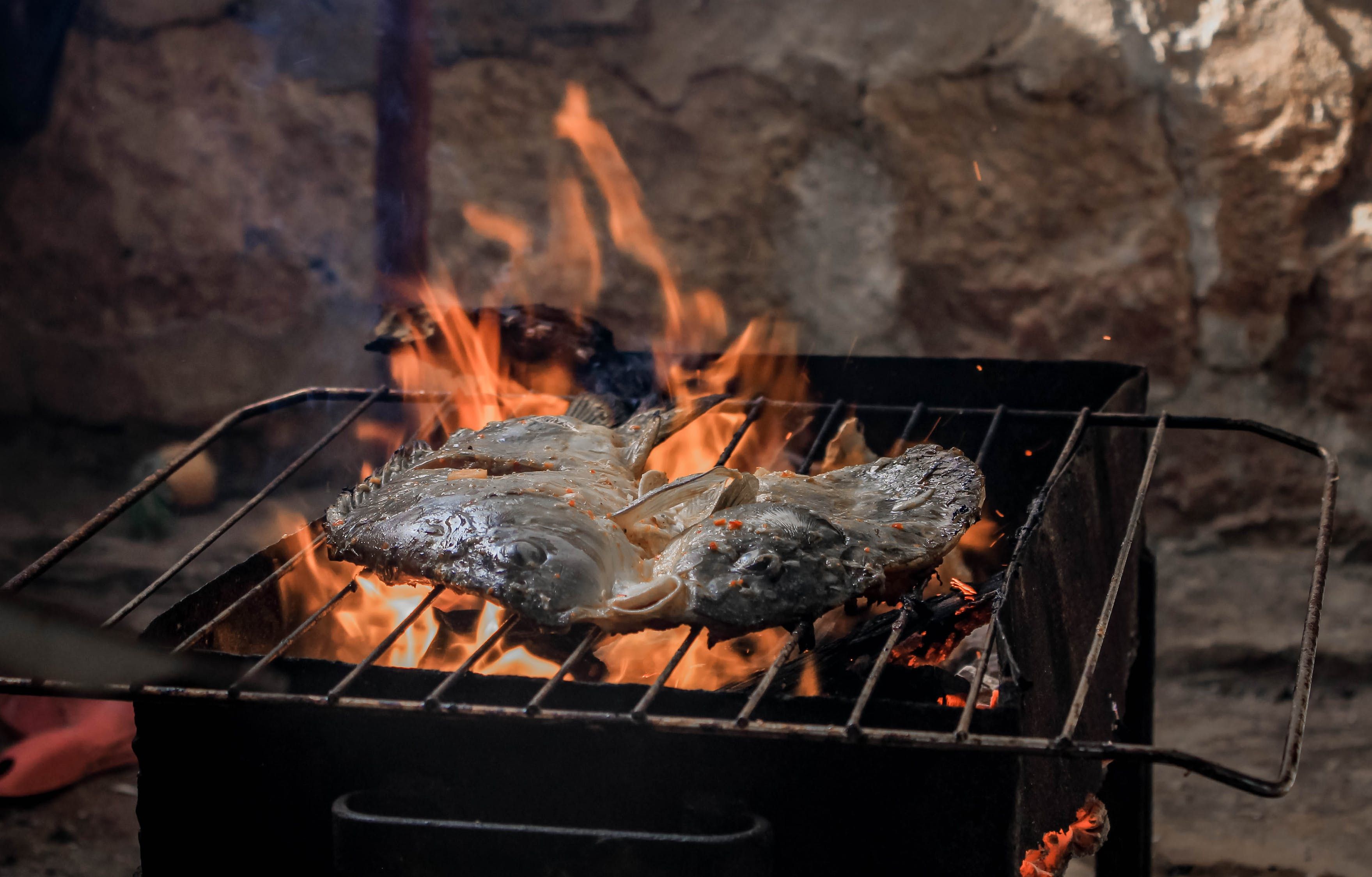 廣東本土觀賞魚種類大全（熱帶魚的品種有哪些）