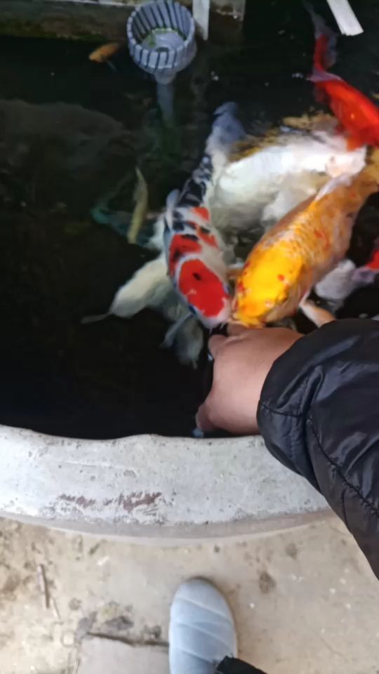北京水族館上手了膽子越來(lái)越大了 觀賞魚百科 第2張 北京水族館上手了膽子越來(lái)越大了 北京水族館上手了膽子越來(lái)越大了 觀賞魚百科 第2張