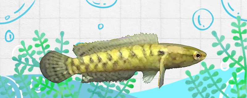 龐克雷龍魚好養嗎怎么養