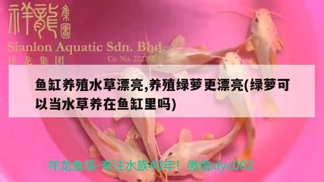 荊州水族批發市場在哪里進貨（荊州市水產批發在哪里）