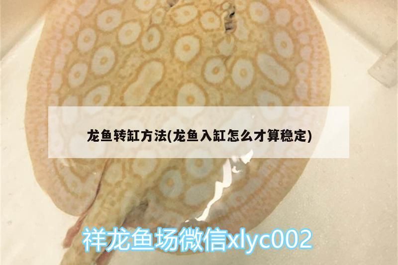 龍魚轉缸方法(龍魚入缸怎么才算穩定)
