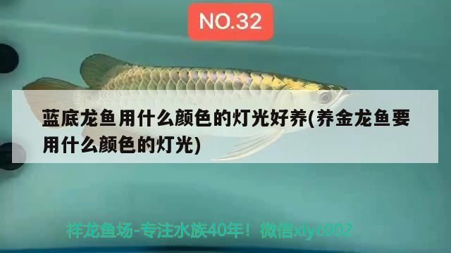 藍底龍魚用什么顏色的燈光好養(養金龍魚要用什么顏色的燈光)