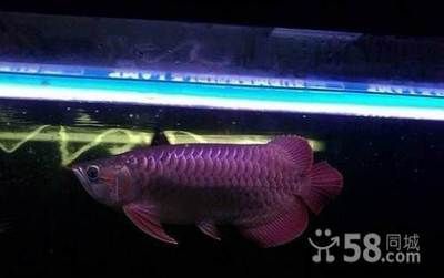 白子銀龍魚苗怎么養(yǎng)活的(白子銀板魚和龍魚混養(yǎng))