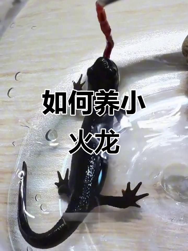 小火龍魚要怎么養