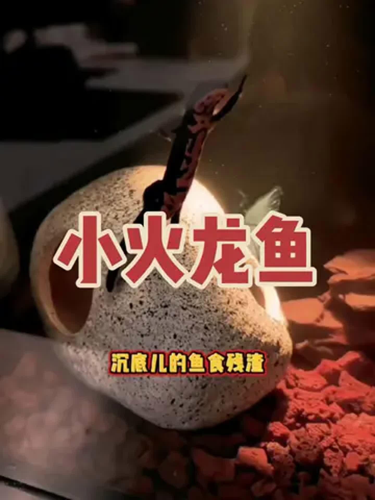 小火龍魚要怎么養