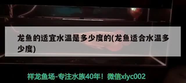 龍魚的適宜水溫是多少度的(龍魚適合水溫多少度)
