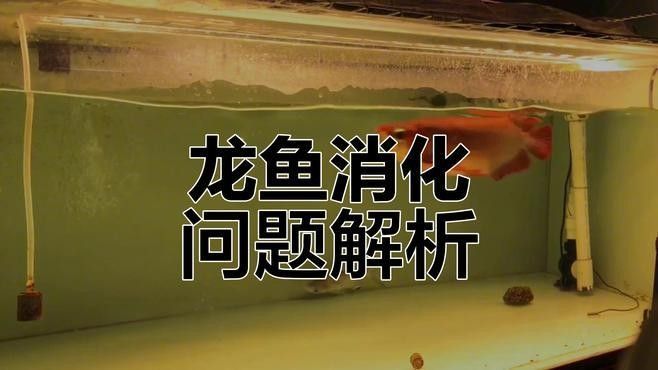婁煩龍魚