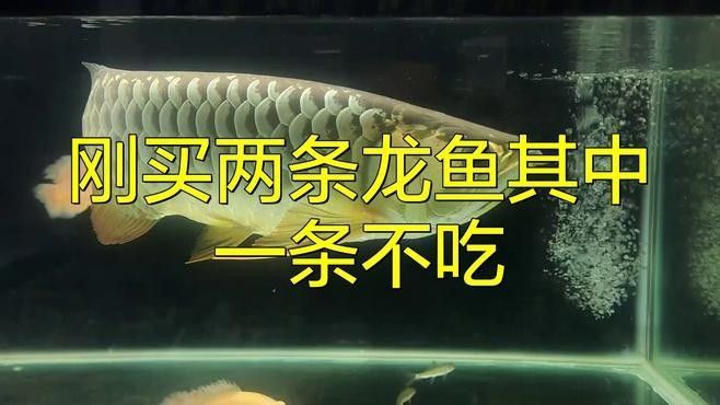 龍魚不開口的解決方法及處理方法