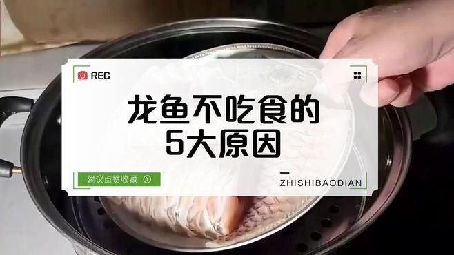 龍魚不開口的解決方法及處理方法