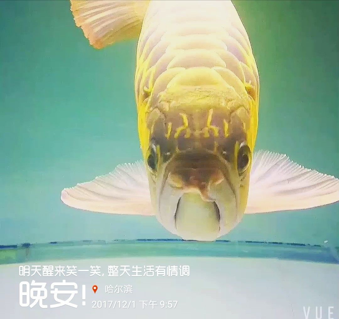 湘潭觀賞魚市場龍魚飼養心得