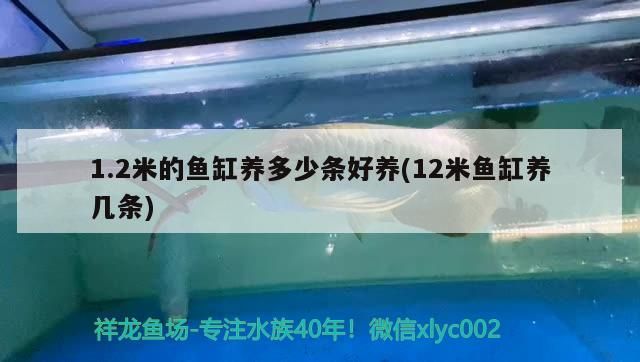 1.2米的魚缸養(yǎng)多少條好養(yǎng)(12米魚缸養(yǎng)幾條)