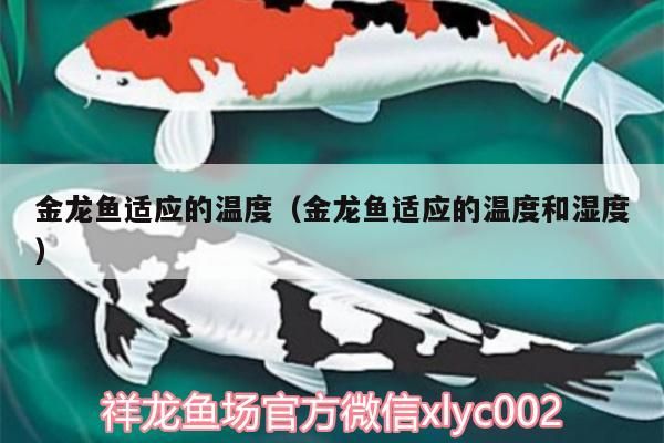 金龍魚(yú)適應(yīng)的溫度（金龍魚(yú)適應(yīng)的溫度和濕度）