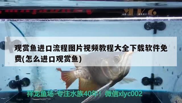 小魚缸批發市場（小魚缸批發市場地址）
