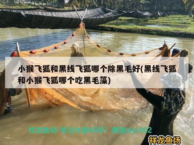 虎魚這種魚眼還有救嗎? 小猴飛狐和黑線飛狐哪個除黑毛好(黑線飛狐和小猴飛狐哪個吃黑毛藻) 觀賞魚百科 小猴飛狐和黑線飛狐哪個除黑毛好(黑線飛狐和小猴飛狐哪個吃黑毛藻) 小猴飛狐和黑線飛狐哪個除黑毛好(黑線飛狐和小猴飛狐哪個吃黑毛藻) 觀賞魚百科
