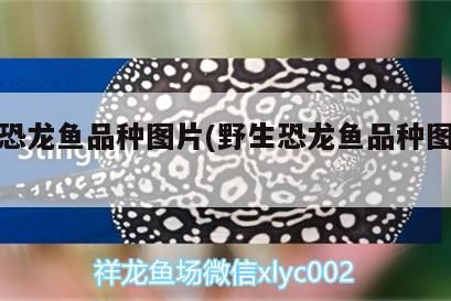 野生恐龍魚品種圖片(野生恐龍魚品種圖片大全)