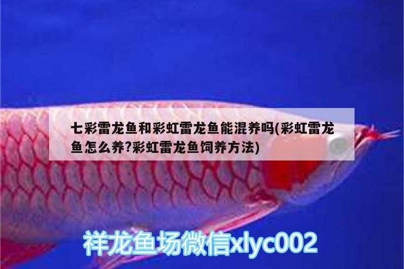 七彩雷龍魚和彩虹雷龍魚能混養嗎(彩虹雷龍魚怎么養?彩虹雷龍魚飼養方法)