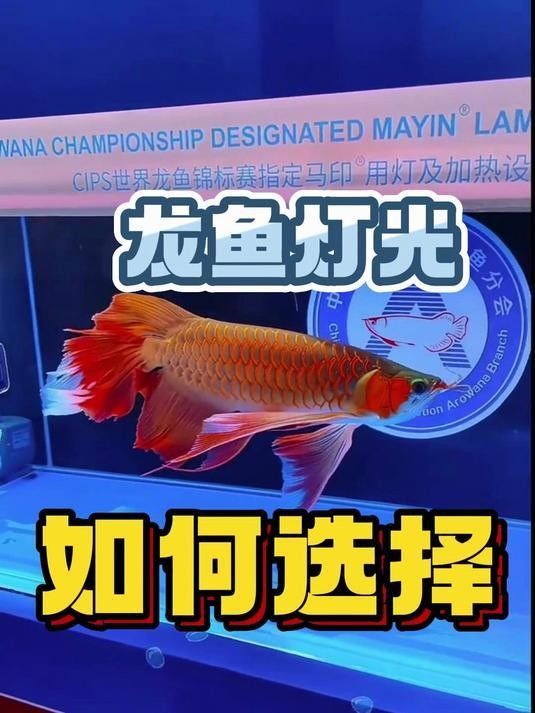 龍魚用什么顏色的燈光