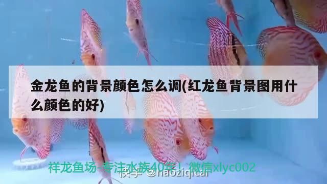 金龍魚的背景顏色怎么調(diào)(紅龍魚背景圖用什么顏色的好)