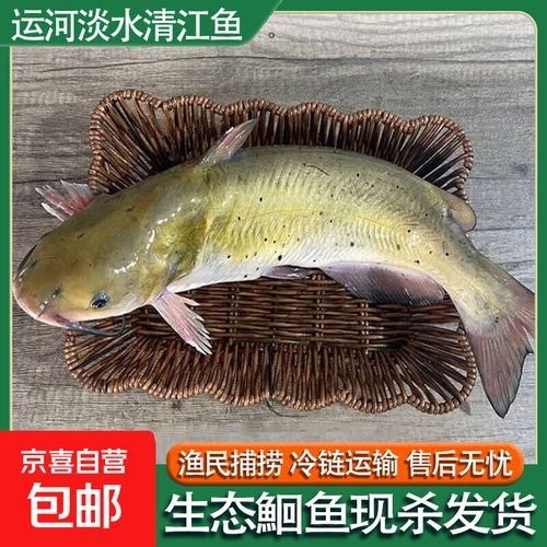 龍魚鱗片損傷的判斷方法主要包括觀察鱗片的完整性、檢查鱗片的完整性，如何判斷龍魚鱗片損傷
