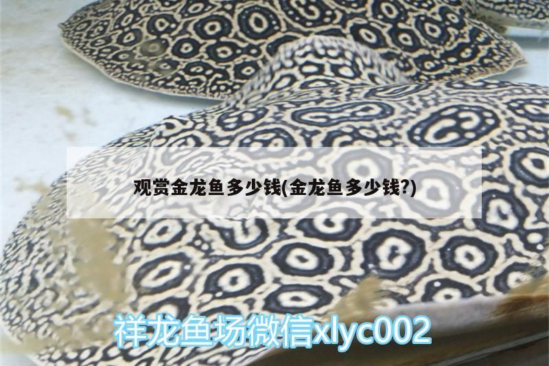 觀賞金龍魚多少錢(金龍魚多少錢?) 觀賞金龍魚多少錢(金龍魚多少錢?) 觀賞魚百科
