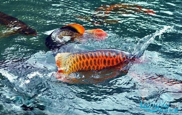 勐臘龍魚