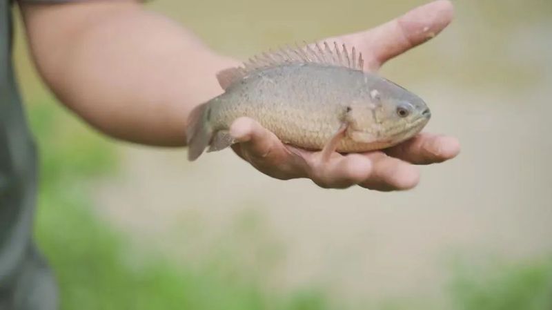 勐臘龍魚