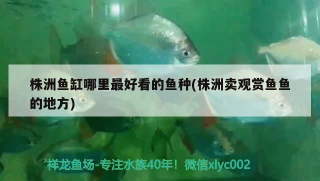 株洲魚(yú)缸哪里最好看的魚(yú)種(株洲賣觀賞魚(yú)魚(yú)的地方) 株洲魚(yú)缸哪里最好看的魚(yú)種(株洲賣觀賞魚(yú)魚(yú)的地方) 觀賞魚(yú)百科