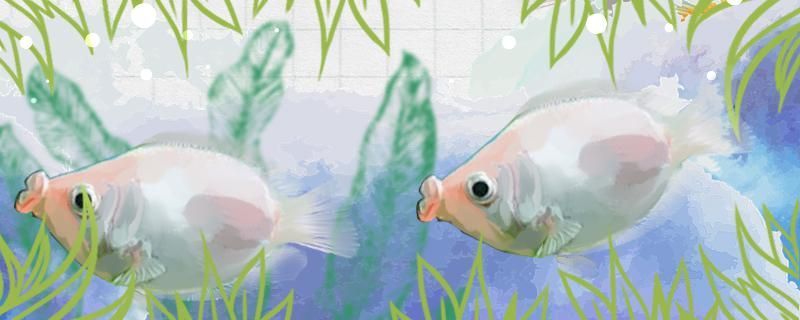 接吻魚可以和虎皮魚混養(yǎng)嗎能和什么魚混養(yǎng)