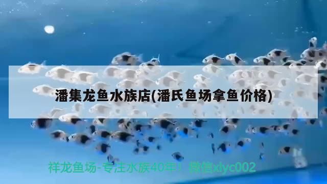潘集龍魚水族店(潘氏魚場拿魚價格)
