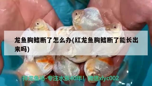 龍魚(yú)胸鰭斷了怎么辦(紅龍魚(yú)胸鰭斷了能長(zhǎng)出來(lái)嗎)