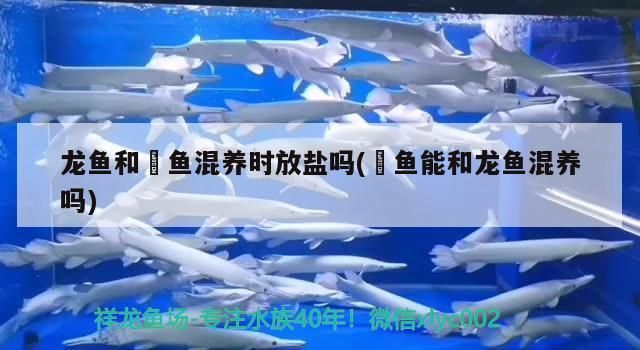 龍魚和魟魚混養(yǎng)時(shí)放鹽嗎(魟魚能和龍魚混養(yǎng)嗎)