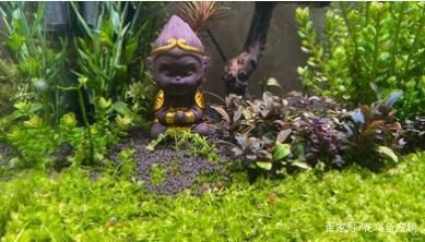 龍魚結構與功能圖解大全（龍魚結構與功能圖解大全圖片）