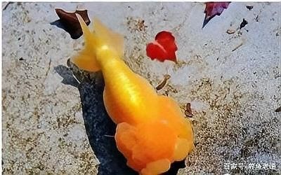 斑馬狗頭魚內(nèi)寄的癥狀