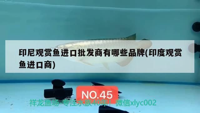 龍魚干蝦有營養嗎 印尼觀賞魚進口批發商有哪些品牌(印度觀賞魚進口商) 觀賞魚百科 印尼觀賞魚進口批發商有哪些品牌(印度觀賞魚進口商) 印尼觀賞魚進口批發商有哪些品牌(印度觀賞魚進口商) 觀賞魚百科
