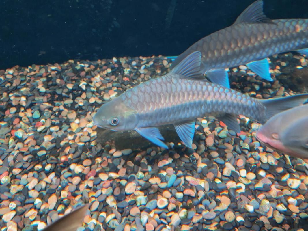 廣元亭子口高背魚圖片
