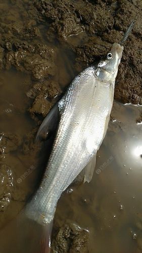 廣元亭子口高背魚圖片
