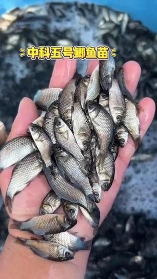 廣元亭子口高背魚圖片