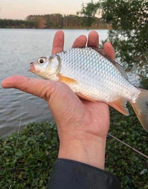 廣元亭子口高背魚圖片