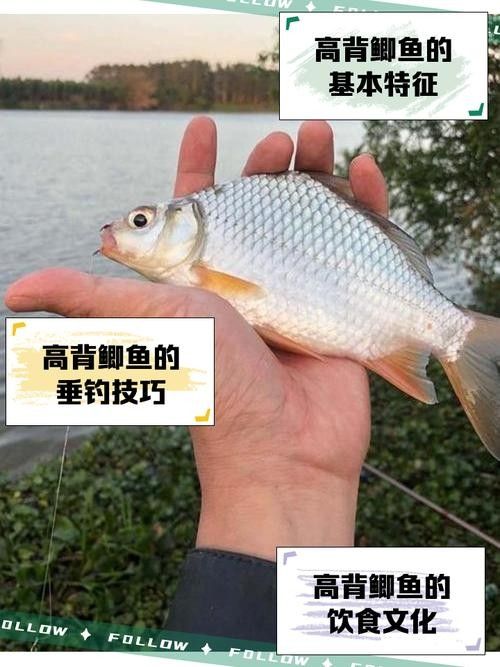廣元亭子口高背魚圖片