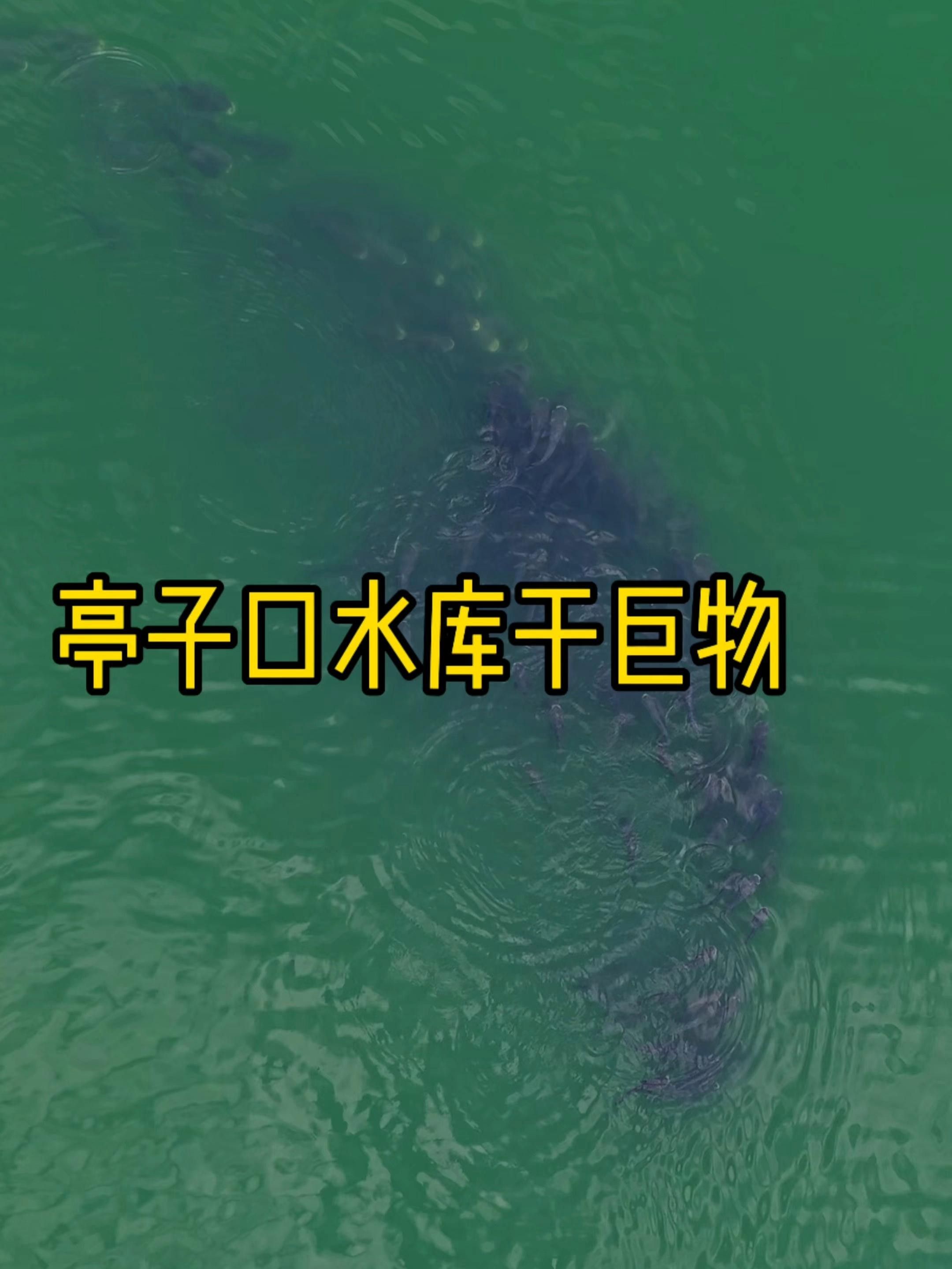 廣元亭子口高背魚圖片