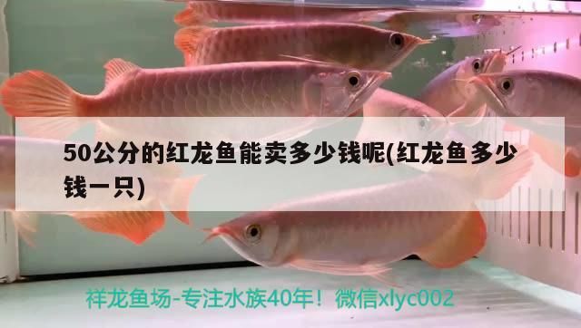 50公分的紅龍魚能賣多少錢呢(紅龍魚多少錢一只)