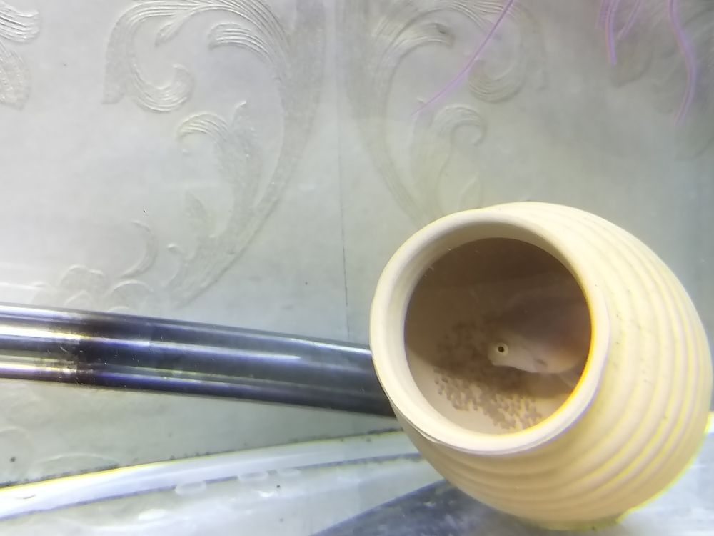 幾天小魚就出來了！
