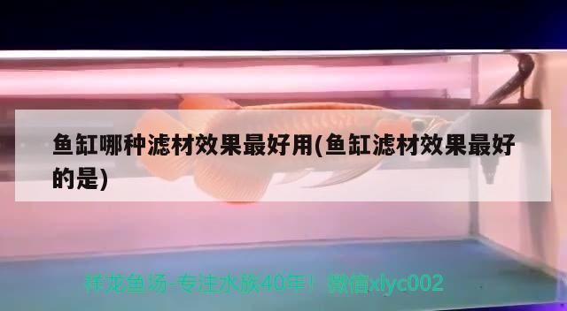 金龍魚不吃飯怎么辦：金龍魚不吃東西會餓死嗎