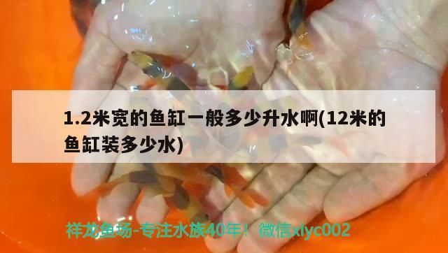 1.2米寬的魚缸一般多少升水啊(12米的魚缸裝多少水) 1.2米寬的魚缸一般多少升水啊(12米的魚缸裝多少水) 觀賞魚百科
